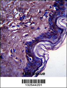 PRX2LA Antibody (C-term)