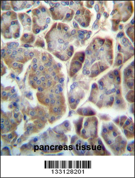 TMED9 Antibody (C-term)