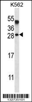 AMELX Antibody (N-term)