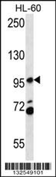 PACS2 Antibody (C-term)