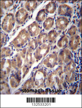 PCDHA12 Antibody (N-term)