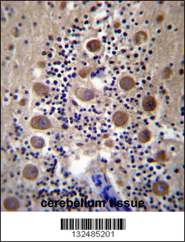 GPRASP2 Antibody (N-term)