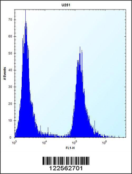 SERPINE1 Antibody (Center)