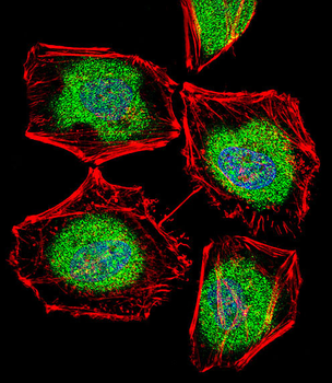TBPL2 Antibody (N-term)