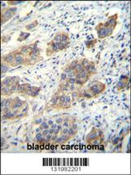 CDH24 Antibody (N-term)