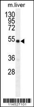 GDF6 Antibody (N-term)