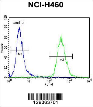 ZNF433 Antibody (N-term)