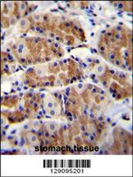POLR3GL Antibody (Center)