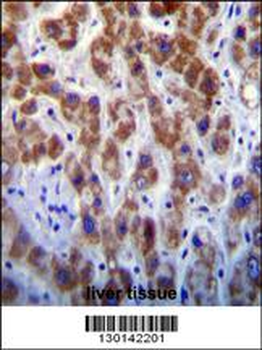 GOG8A Antibody (N-term)