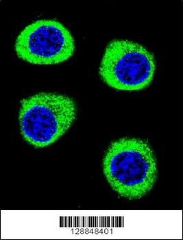 CPSF3L Antibody (N-term)