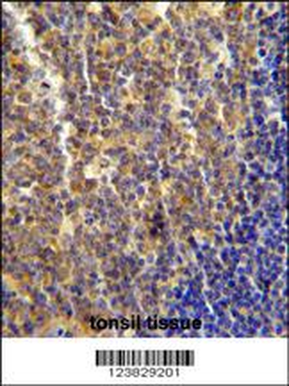 LYRM4 Antibody (Center)