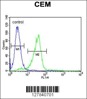 IFTAP Antibody (C-term)