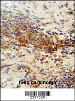 DNAJC11 Antibody (N-term)