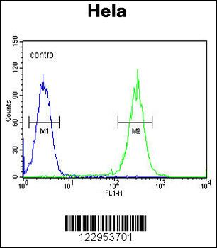 RAD26 Antibody (N-term)