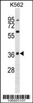 MAPK11 Antibody (C-term)