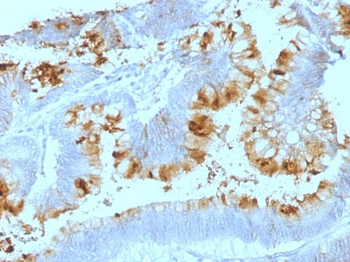 Lewis A (Blood Group Antigen) Antibody - With BSA and Azide