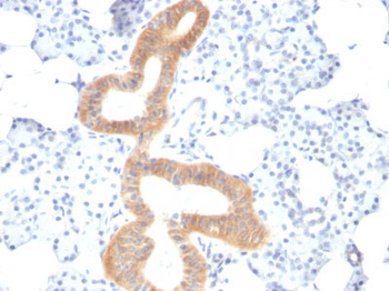 CD86 (Dendritic Cells Maturation Marker) Antibody - With BSA and Azide