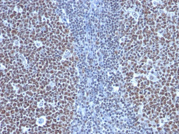 Cyclin B1 (G2- & M-phase Cyclin) Antibody - With BSA and Azide
