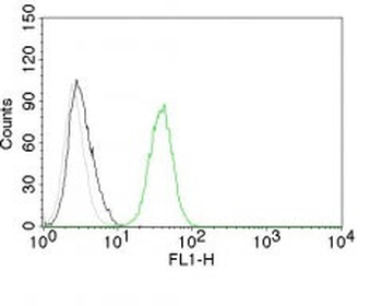 CD31 / PECAM-1 (Endothelial Cell Marker) Antibody - With BSA and Azide