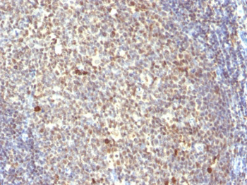 Nuclear Mitotic Apparatus Protein (NuMA) Antibody - With BSA and Azide