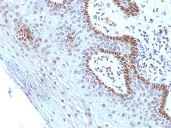 c-Myc Oncoprotein Antibody - With BSA and Azide