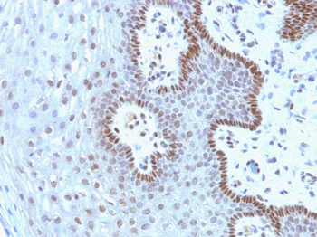 c-Myc Oncoprotein Antibody - With BSA and Azide