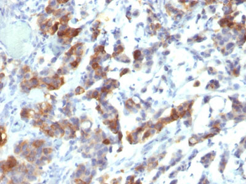MUC5AC (Mucin 5AC / Gastric Mucin) Antibody - With BSA and Azide