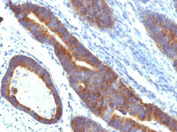 MUC3 (Mucin 3) Antibody - With BSA and Azide