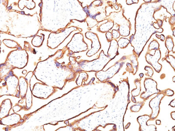 Alkaline Phosphatase (Placental) / PLAP (Germ Cell Tumor Marker) Antibody - With BSA and Azide