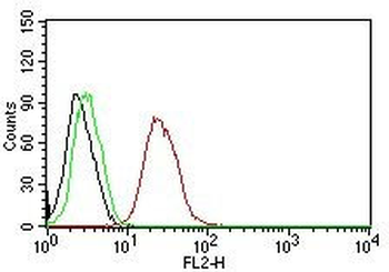ER-beta1 (Estrogen Receptor beta-1) Antibody - With BSA and Azide