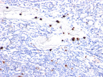 Granulocyte-Colony Stimulating Factor (G-CSF) Antibody - With BSA and Azide