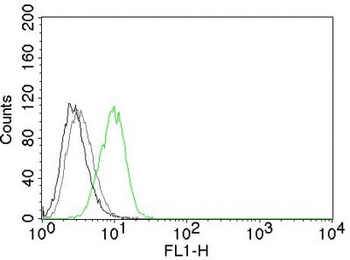 p27Kip1 (Mitotic Inhibitor/Suppressor Protein) Antibody - With BSA and Azide