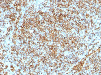 CD45RB (B-Cell Marker) Antibody - With BSA and Azide