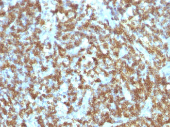 CD45RO (T-Cell Marker) Antibody - With BSA and Azide
