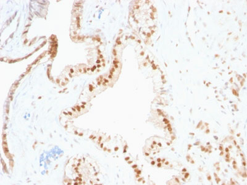 p27Kip1 (Mitotic Inhibitor/Suppressor Protein) Antibody - With BSA and Azide