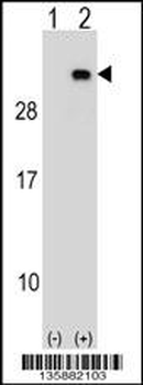 PGRMC2 Antibody (C-term)