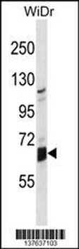 GLB1L Antibody (N-term)