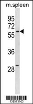 ZWILCH Antibody (C-term)