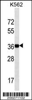 NANOG Antibody