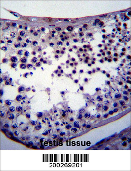NANOG Antibody
