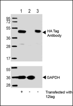 HA Tag Antibody