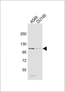 SEMA4B Antibody (C-term)