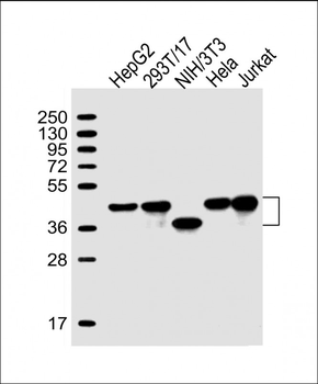 TBP Antibody