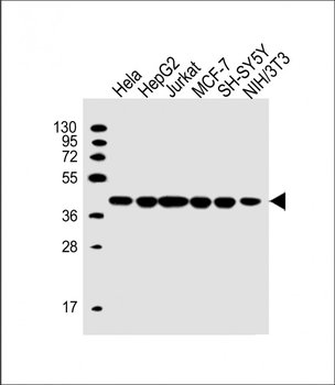 RAE1 Antibody (Center)