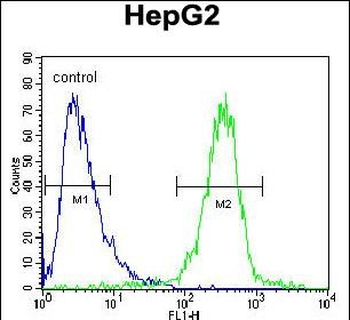 IGF2BP2 Antibody (C-term)