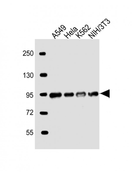 EWSR1 Antibody (C-term)