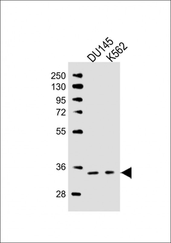 TAF8 Antibody (Center)
