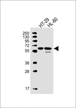 MMP25 Antibody (C-term)