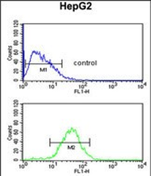 WDR43 Antibody (C-term)