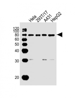 SNX1 Antibody (C-term)